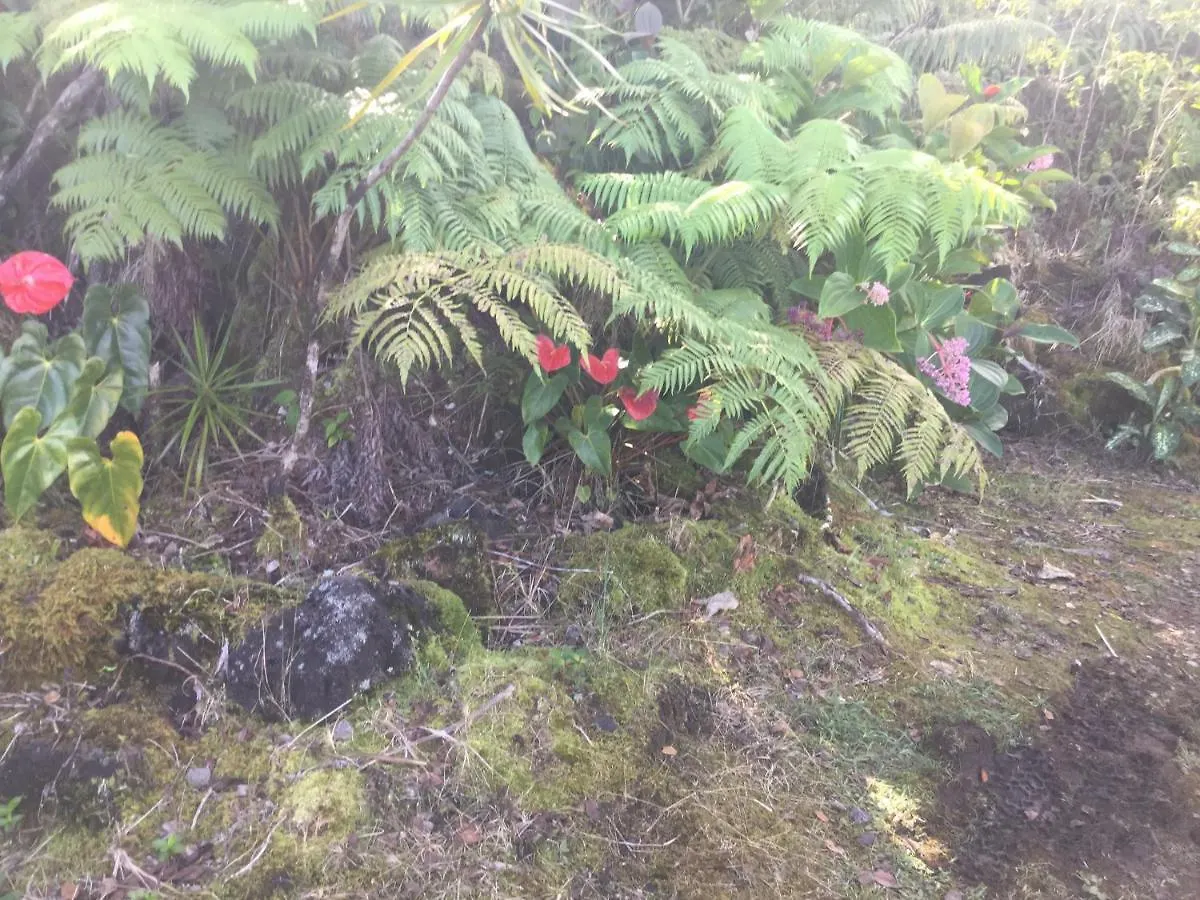Aqua Room In Tropical Forest Between Hilo And Volcano Mountain View United States